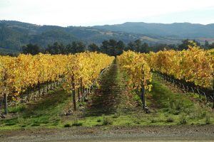 Bodegas del Condado de Loudon - Concesionario BMW